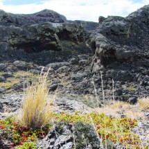 Black lava with beautiful flowers